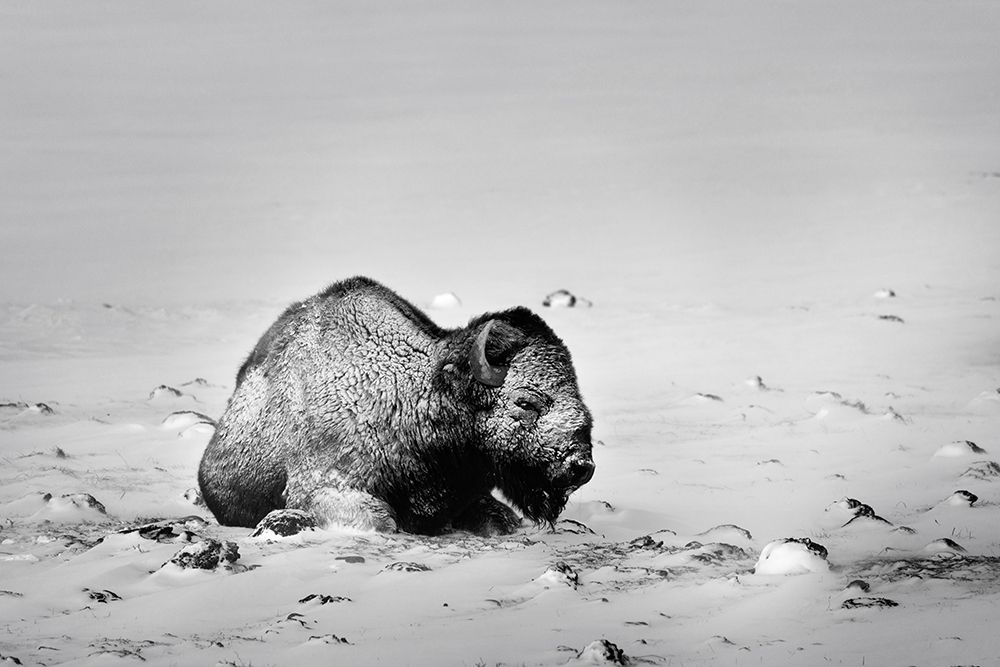 Colorado Bison lies on snow-covered mountain pasture